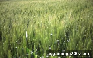 体育投注站洗码返利机制：如何精准计算与提升你的额外回报？